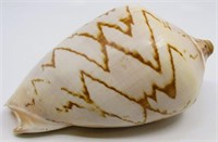 6" Cymbiola Nobilis Sea Shell