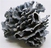Large 10"x8"x9" Blue Ridge Coral Specimen