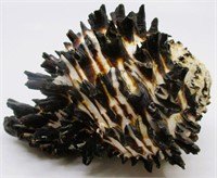 5" Murex Hexaplex Radix Sea Shell