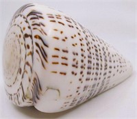 5" Giant Leopard Cone Sea Shell