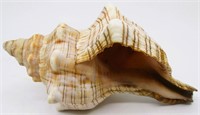 4.5" Striped Fox Conch Sea Shell