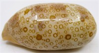 2.75" Cypraea Argus "Eyed Cowrie" Sea Shell