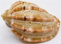 3.5" Harpa Harpa Sea Shell