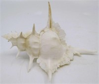 5.5" Alabaster Murex Sea Shell