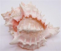 3.5" Pink Murex Sea Shell