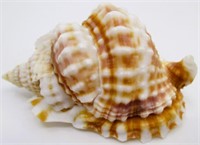 2.5" Distorsio Anus Sea Shell