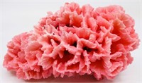 7"x4"x3.5" Pink Merulina Ampliata Coral Specimen