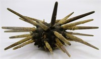 8"x4.5" Pencil Sea Urchin Specimen