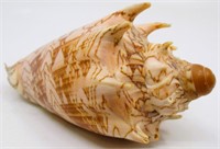 5" Imperial Volute Sea Shell