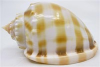 4" Bonnet Phalium Bandatum Sea Shell