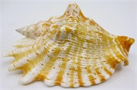 4.5" Lobatus Raninus Hawk-Wing Conch Sea Shell
