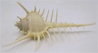 4" Venus Comb Murex Sea Shell