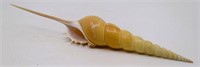 7.5" Shin-Bone Tibia Sea Shell