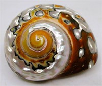 2.75" South African Turbo Sarmaticus Sea Shell