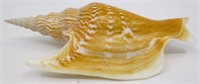 5" Lister's Conch Sea Shell