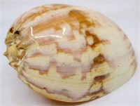 7" Cymbiola Magnifica Sea Shell