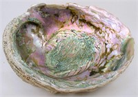 Large 9" Abalone Sea Shell