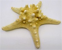 7" Protoreaster Nodosus "Horned" Sea Star