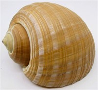 7" Tonna Galea "Giant Tun" Sea Shell