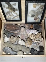 GROUP OF FOSSILS, ROCKS, STONES