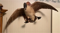Mounted Canadian goose 40 inch wingspan