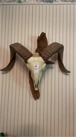 Corsican Ram Skull & Horns Mount