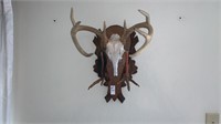 Mounted Deer Skull