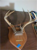 Mounted antlers, white tailed deer