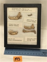 Bootlegger Sink Bone Dig Artifacts