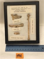 Bootlegger Sink Bone Dig Artifacts