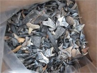 5.96 Pounds of fossil shark teeth.