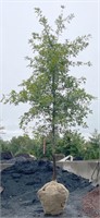 Red Oak Tree, 16' to 17' tall, 3.75" to 4" caliper
