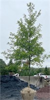 Red Oak Tree. 16'-17" tall,  3.25" caliper