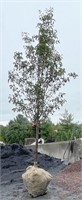 Cleveland Select Pear Tree, 15'-16' tall, 3" cal.