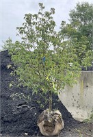 Kousa Dogwood Tree, 7' tall, 1.75" caliper