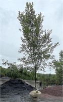 Red Sunset Maple Tree, 19'-20' tall, 3.5" caliper