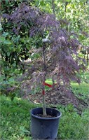 Red Dragon Japanese Maple Tree, Lace Leaf