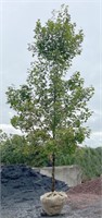 October Glory Maple Tree, 18'-20' tall, 4" caliper