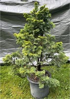 Hinoki Cypress shrub, 4'+ tall