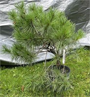 Compact Tanyosho Pine evergreen shrub