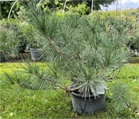 Compact Tanyosho Pine evergreen shrub