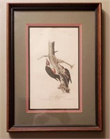 Audubon, John James, Lewis' Woodpecker