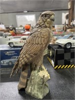 Kaiser peregrine falcon