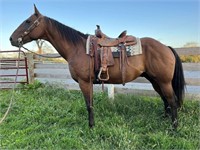 ANDY 12 YEAR OLD STOUT GELDING