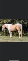10 YR OLD PALOMINO AND WHITE GELDING