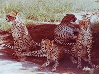 4 Original 1978 Photographs Cheetahs Jones