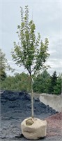 October Glory Maple Tree, 13'-14' tall, 2.5" cal.