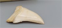 LARGE GREAT WHITE SHARKS TOOTH