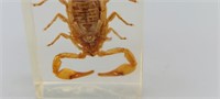 Large Real Scorpion in Clear Lucite Resin