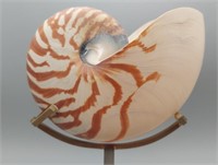 NAUTILUS ON STAND -  - approx. 8"